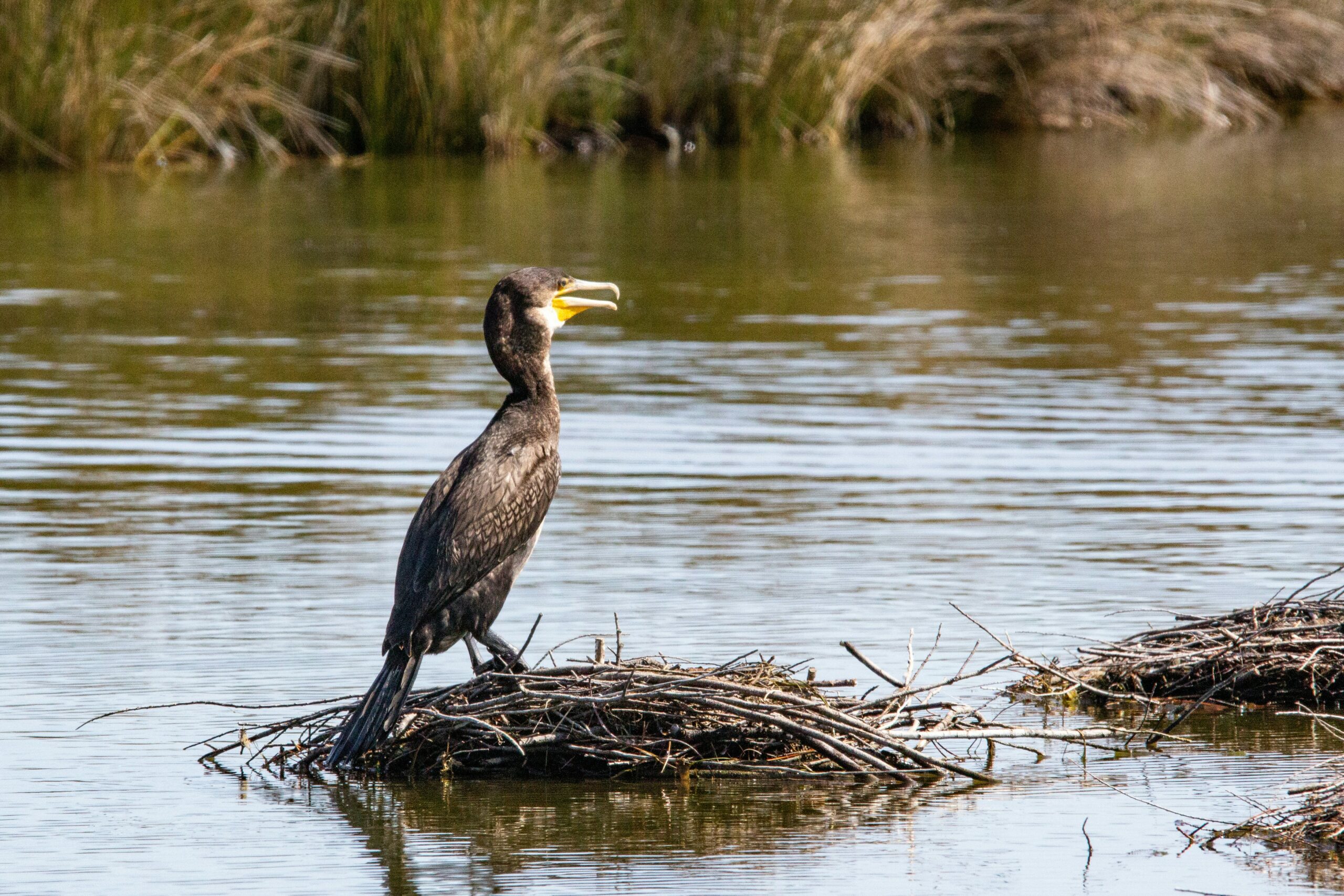 Réserve naturelle à Arcachon